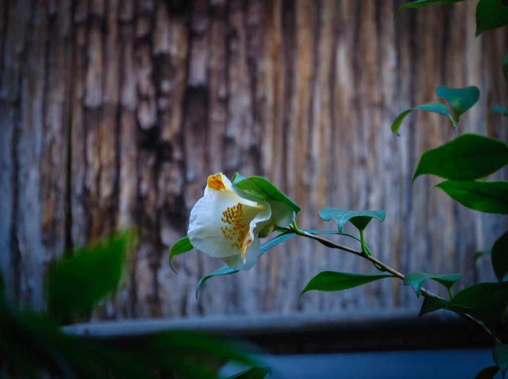 Kumomachiya Gionhanami Kyōto Esterno foto